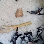 Cara Membuat Nasi Uduk